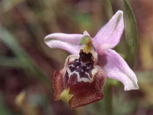 Orchidées les Pouilles Italie. 09. Ophrys candica. photo 5. SFO PCV Sociéré Française d'Orchidophilie de Poitou-Charentes et Vendée