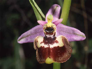 Orchidées les Pouilles Italie. 09. Ophrys candica. photo 6. SFO PCV Sociéré Française d'Orchidophilie de Poitou-Charentes et Vendée