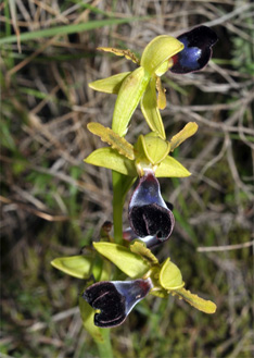 ESPAGNE (2) - Orchidées de la Province de Andalucia - Ophrys atlantica. Société Française d'Orchidophilie de Poitou-Charentes et Vendée.