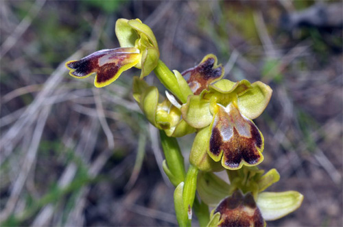 ESPAGNE (2) - Orchidées de la Province de Comuninad Valenciana - Ophrys lucentina. SFO PCV.