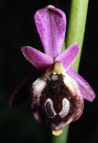 Les Orchidées de Grèce - Le Péloponnèse - Page 9 : Ophrys argolica. Photo 3