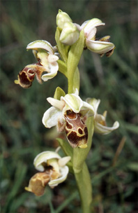 Les Orchidées de Grèce - Le Péloponnèse - Page 12 : Ophrys attica. Photo 3