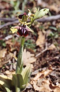 Les Orchidées de Grèce continentale - L'Epire - Page 8 Hybrides et lusus. Ophrys leucophtama x Ophrys spruneri