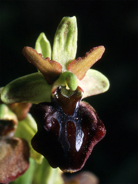 Les Orchidées de Grèce continentale - L'Epire - Page 7 Ophrys macedonica. SFO Poitou-Charentes et Vendée. Photo 2