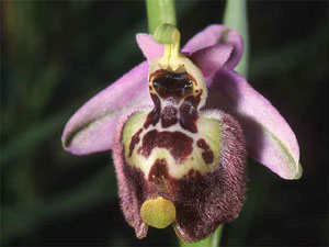 Orchidées les Pouilles Italie. 09. Ophrys candica. photo 8. SFO PCV Sociéré Française d'Orchidophilie de Poitou-Charentes et Vendée