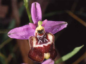 Orchidées les Pouilles Italie. 09. Ophrys candica. photo 12. SFO PCV Sociéré Française d'Orchidophilie de Poitou-Charentes et Vendée