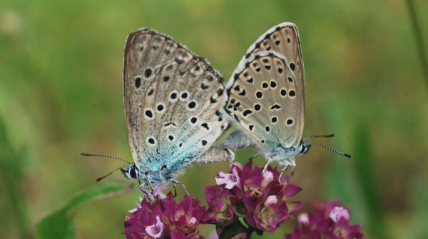 INSECTES LEPIDOPTERES - Papillons - L'Azuré du serpolet (Maculinea arion). Photographie : Jean-Michel Mathé SFO PCV