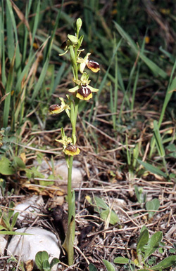Les Orchidées de Grèce - Le Péloponnèse - Page 6 : Ophrys aesculapii. Photo SFO-PCV 2