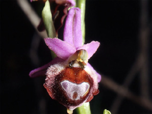 Les Orchidées de Grèce - Le Péloponnèse - Page 9 : Ophrys argolica. Photo 4