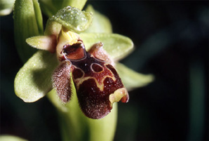 Les Orchidées de Grèce - Le Péloponnèse - Page 12 : Ophrys attica. Photo 4