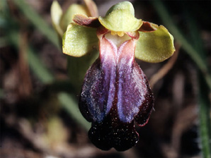 Les Orchidées de Grèce - Le Péloponnèse - Page 8 : Ophrys iricolor. Photo 3