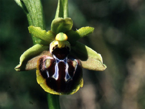 Les Orchidées de Grèce continentale - La Thessalie - Page 10 Ophrys epirotica SFO Poitou-Charentrs et Vendée Photo 3