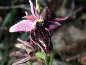 Les Orchidées de Grèce continentale - L'Epire - Page 6 Ophrys gottfriediana. SFO Poitou-Charentes et Vendée Photo 3