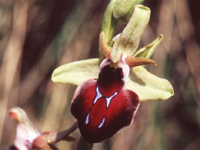 Les Orchidées de Grèce continentale - L'Epire - Page 8 Hybrides et lusus. Ophrys helenae x Ophrys spruneri