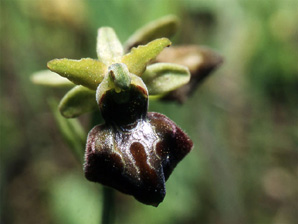 Les Orchidées de Grèce continentale - L'Epire - Page 7 Ophrys macedonica. SFO Poitou-Charentes et Vendée. Photo 3
