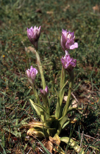 Les Orchidées de Grèce - Le Péloponnèse - Page 11 Orchis papilionacea var. messenica Photo.1