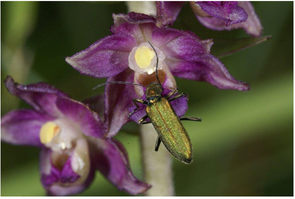 Pollinisateurs d'Orchidées. Chrysanthia viridissima sur Epipactis helleborine. Photographie Jacques Charreau.