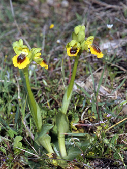 Les Orchidées de Grèce - Le Péloponnèse. Ophrys phryganae photo 1 SFO-PCV