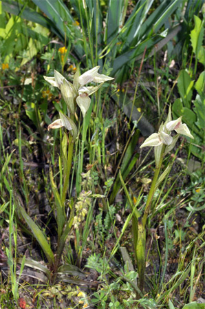 ESPAGNE (2) - Orchidées de la Province d' Estramadure - Serapias perez-chiscanoi. SFO Poitou-Charentes et Vendée.