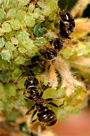 Elevage des pucerons par les fourmis. Soins apportés par les fourmis, au troupeau de pucerons