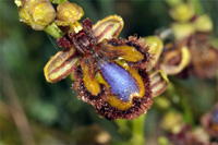 ESPAGNE (2) - Orchidées de la Province de Catalugnya Ophrus speculum SFO PCV 