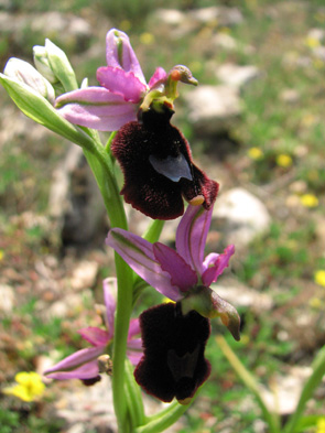 Ophrys aurelia Orchidées des Alpes Maritimes Col de Vence SFOPCV