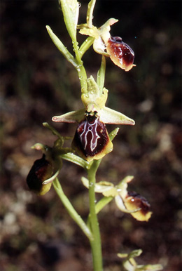 Les Orchidées de Grèce - Le Péloponnèse - Page 6 : Ophrys aesculapii. Photo SFO-PCV 3