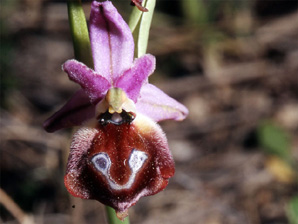 Les Orchidées de Grèce - Le Péloponnèse - Page 9 : Ophrys argolica. Photo 5