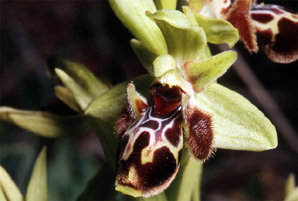 Les Orchidées de Grèce - Le Péloponnèse - Page 12 : Ophrys attica. Photo 5
