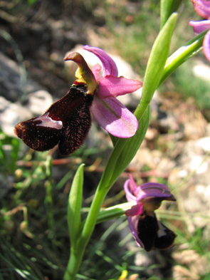 Ophrys aurelia Orchidées des Alpes Maritimes Col de Vence SFOPCV