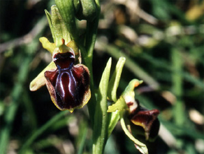Les Orchidées de Grèce continentale - La Thessalie - Page 10 Ophrys epirotica SFO Poitou-Charentrs et Vendée Photo 4