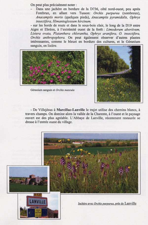 Microsites à Orchidées sur les chemins balisés de la Voie Turonienne (Via turonensis) des Chemins de Compostelle en Poitou-Charentes. La Charente 4