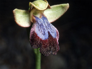 Les Orchidées de Grèce - Le Péloponnèse - Page 8 : Ophrys iricolor. Photo 4