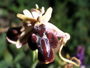Les Orchidées de Grèce continentale - L'Epire - Page 6 Ophrys gottfriediana. SFO Poitou-Charentes et Vendée Photo 4