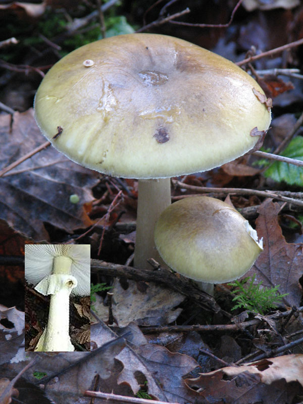 L'Amanite phalloïde Amanita phalloïdes, champignon mortel (Photographie Jean-Pierre Ring (SFO PCV) 