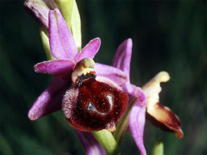 Les Orchidées de Grèce - Le Péloponnèse - Page 9 : Ophrys argolica. Photo 6