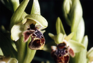 Les Orchidées de Grèce - Le Péloponnèse - Page 12 : Ophrys attica. Photo 6