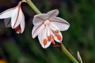 ESPAGNE (2) - Orchidées de la Province de Catalugnya Photo d'Asphodèle. SFO PCV. 
