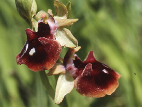 Les Orchidées de Grèce continentale - L'Epire - Page 8 Hybrides et lusus. Ophrys helenae x Ophrys mammosa