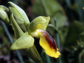 Les Orchidées de Grèce - Le Péloponnèse. Ophrys phryganae photo 2 SFO-PCV