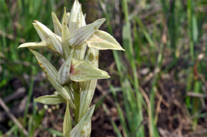 ESPAGNE (2) - Orchidées de la Province d' Estramadure - Serapias perez-chiscanoi. SFO Poitou-Charentes et Vendée.