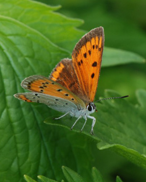 INSECTES LEPIDOPTERES - Papillons - Le Cuivré des marais (Lycaena dispar) femelle. Photographie : Jean-Michel Mathé SFO-PCV.