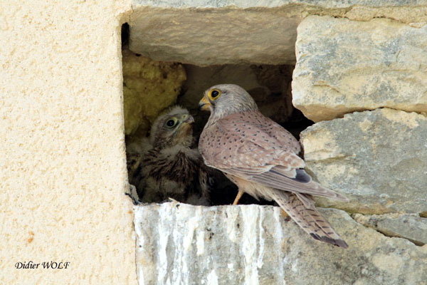 Fauconneaux au nid. Falco tinnunculus. Photos naturalistes. SFO PCV Société Française d'Orchidophilie de Poitou-Charentes et Vendée