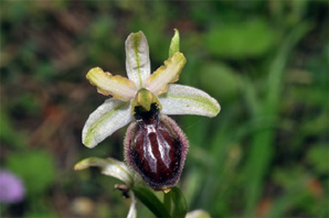 ESPAGNE (2) - Orchidées de la Province de Catalugnya Ophrys arachnitiformis subsp. marzuola. 