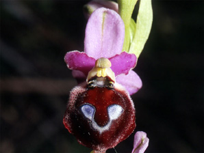 Les Orchidées de Grèce - Le Péloponnèse - Page 9 : Ophrys argolica. Photo 7