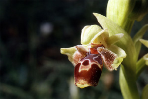 Les Orchidées de Grèce - Le Péloponnèse - Page 12 : Ophrys attica. Photo 7
