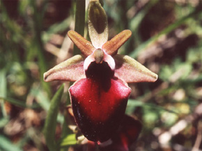 Les Orchidées de Grèce continentale - L'Epire - Page 8 Hybrides et lusus. Ophrys helenae x Ophrys mammosa