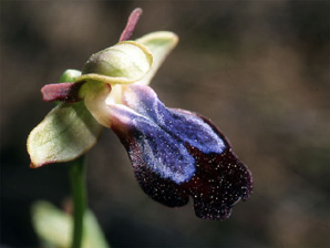 Les Orchidées de Grèce - Le Péloponnèse - Page 8 : Ophrys iricolor. Photo 6