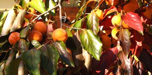 BAIES et autres fruits d'automne. - Le Kaki, fruit du Plaqueminier (2) Photo. Jean-Pierre Ring SFO-PCV.