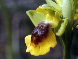 Les Orchidées de Grèce - Le Péloponnèse. Ophrys phryganae photo 3 SFO-PCV
